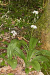 Speckled wood-lily <BR>White clintonia